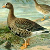 Lesser White-fronted Goose
